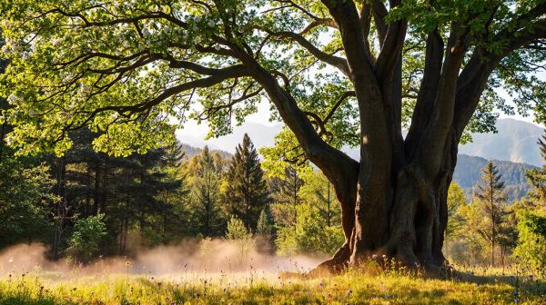 10 techniques pratiques pour un bien-être durable essentiel